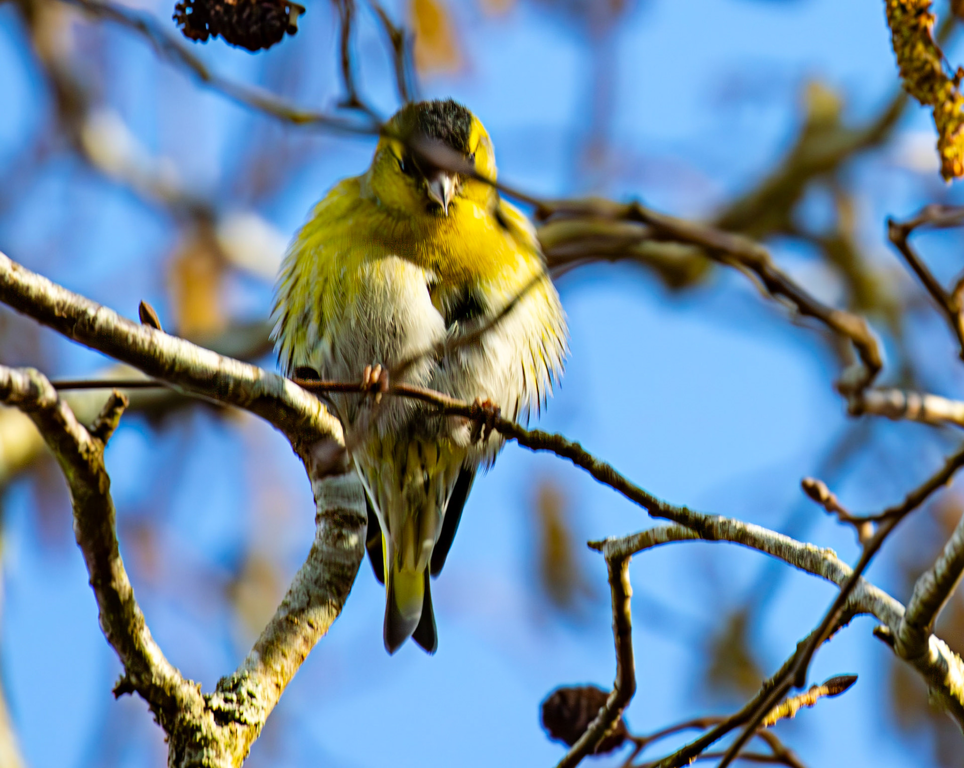 Siskin at Bavelaw 30 January 2025
