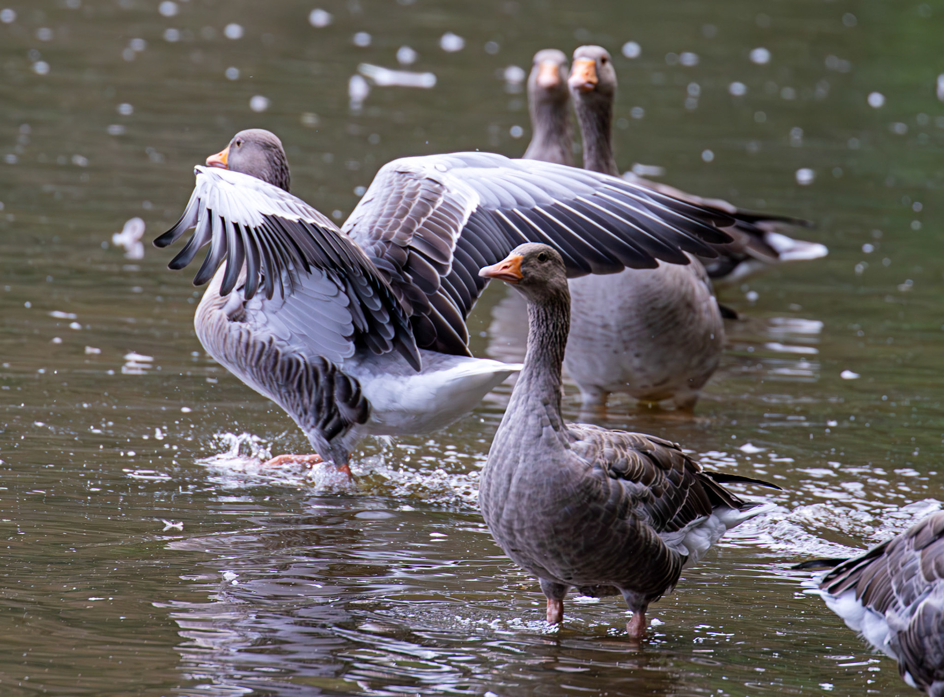 Greylag Geese at Beecraigs 24 September 2024