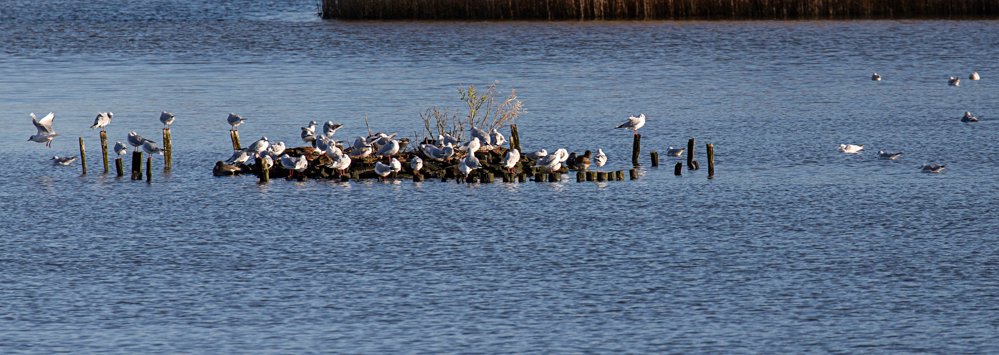 Black headed gulls at Titchfield Haven 02 January 2025
