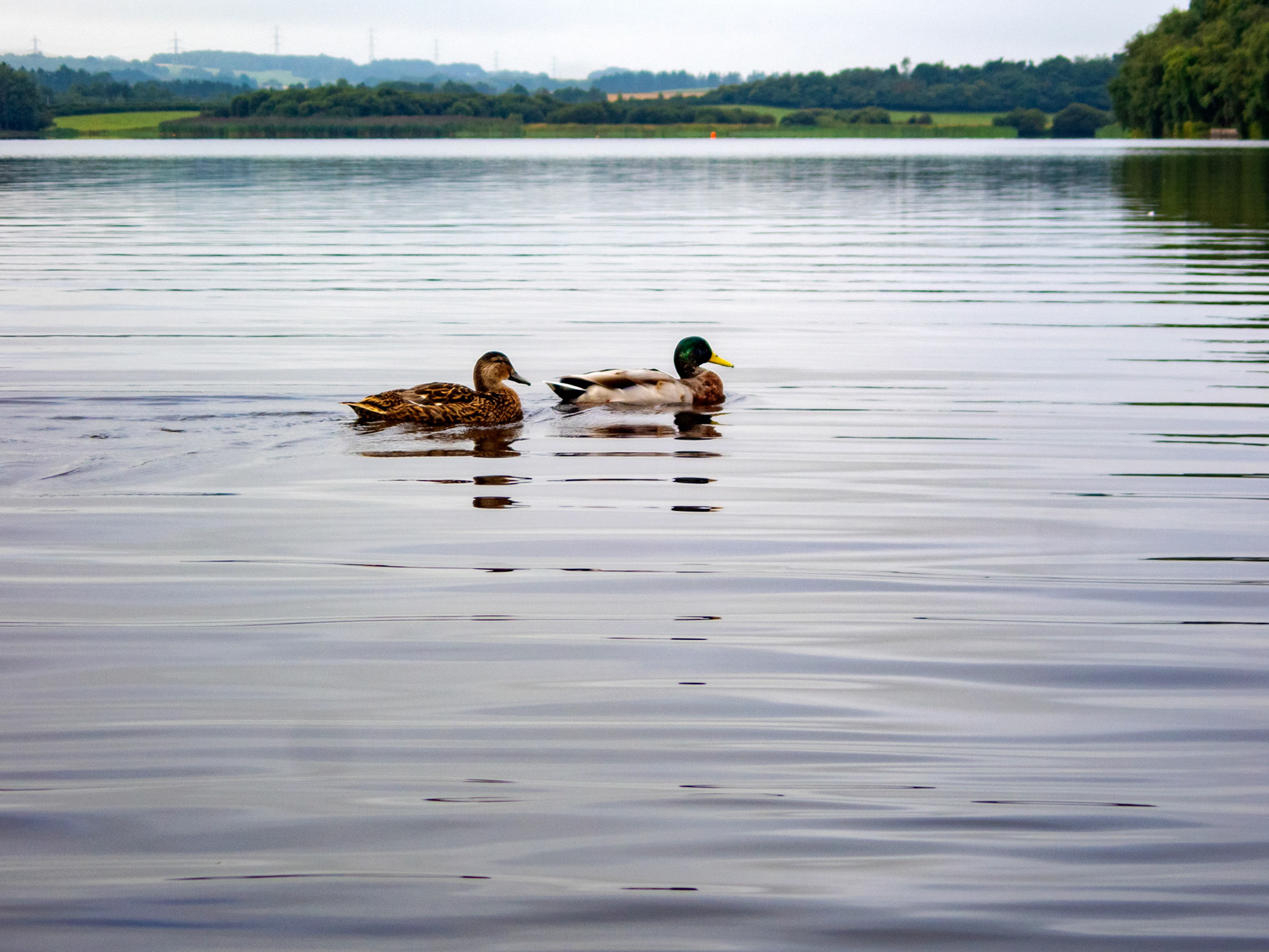 Swim at Lochore Meadows 28 Augist 2022