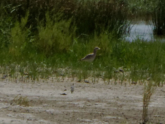 Parc Natural de s'Albufera de MallorcaPlease see my other Photographs at: www.jamespdeans.co.uk