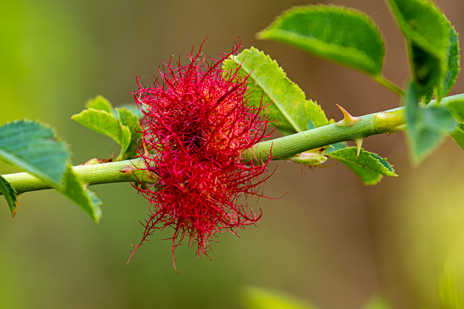 Barge Canal Romsey 26 July 2025