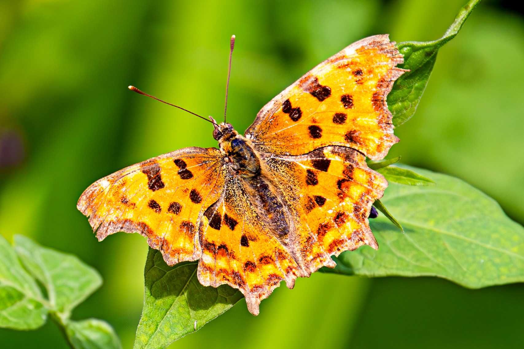 The Comma (Polygonia c-album) Barge Canal Romsey 26 July 2025