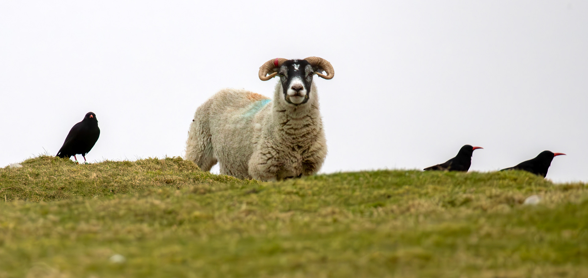 Chough: The Island of Islay 03 March 2025