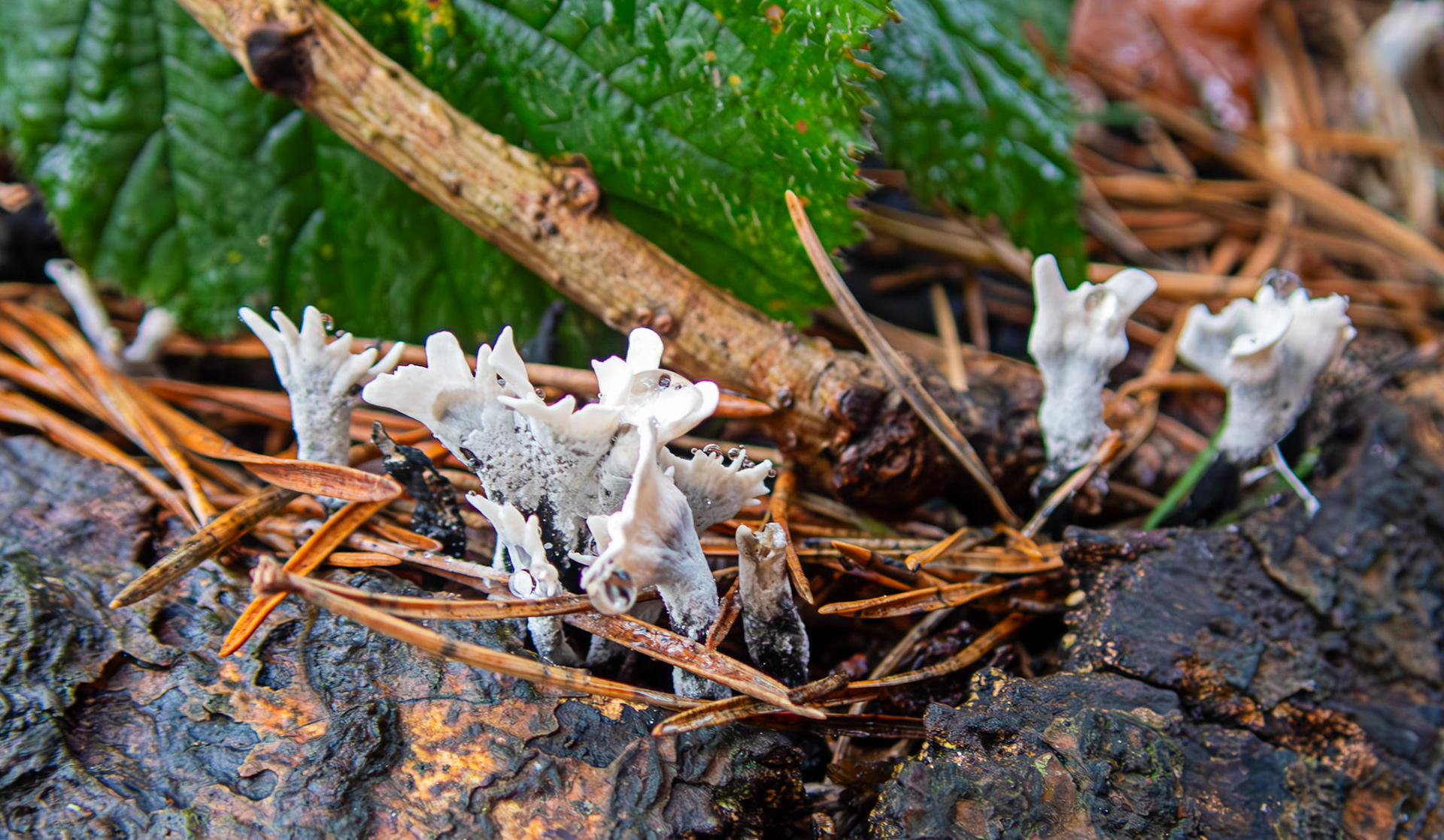 candlesnuff fungus (Xylaria hypoxylon) Deans Woods 08 November 2025