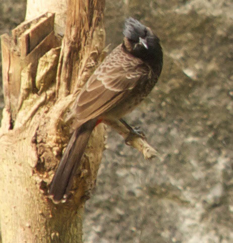 BangladeshPlease see my other Photographs at: http://www.jamespdeans.co.uk/