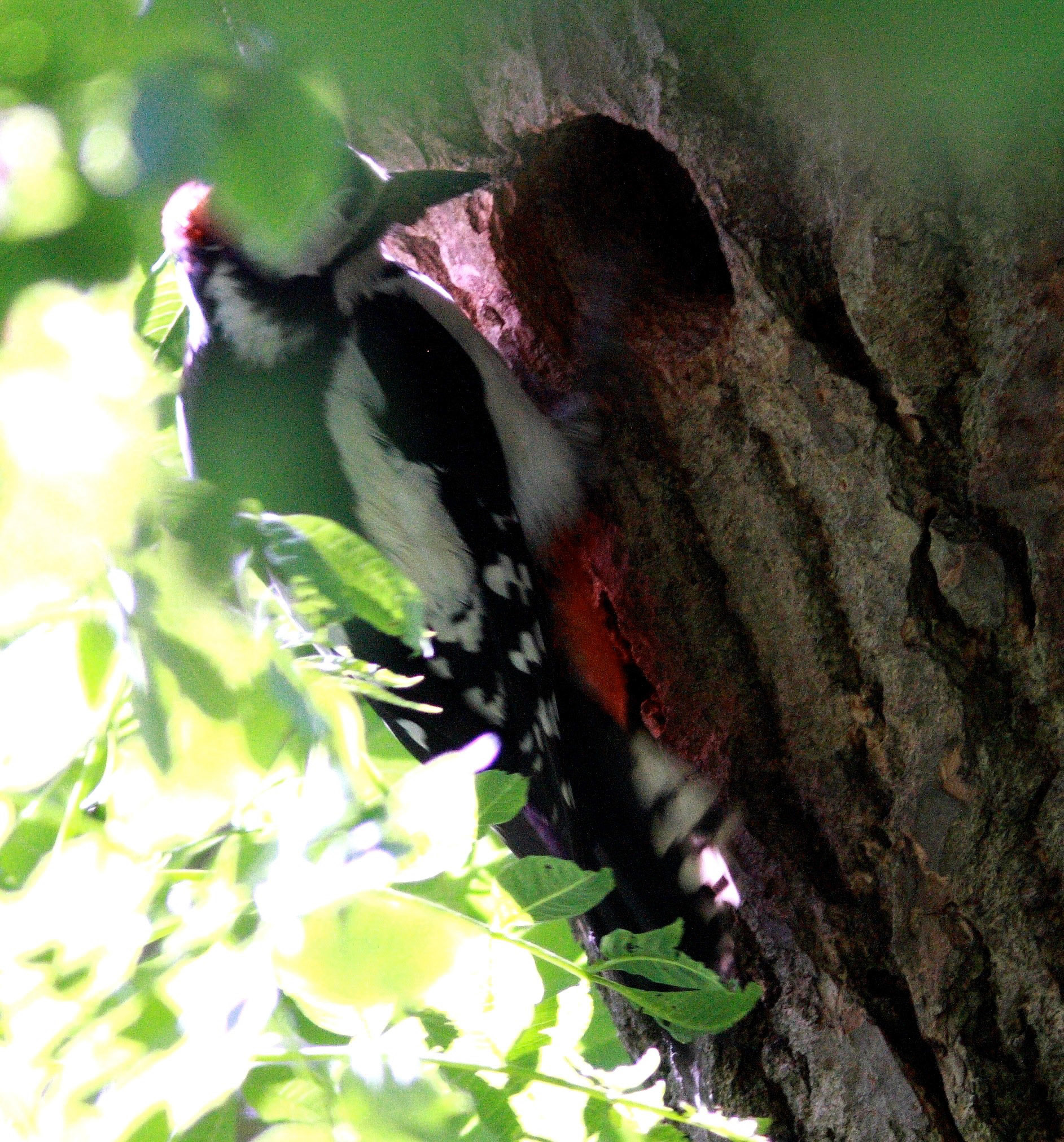 Greater Spotted Woodpecker East Calder Please see my other Photographs at: http://www.jamespdeans.co.uk/