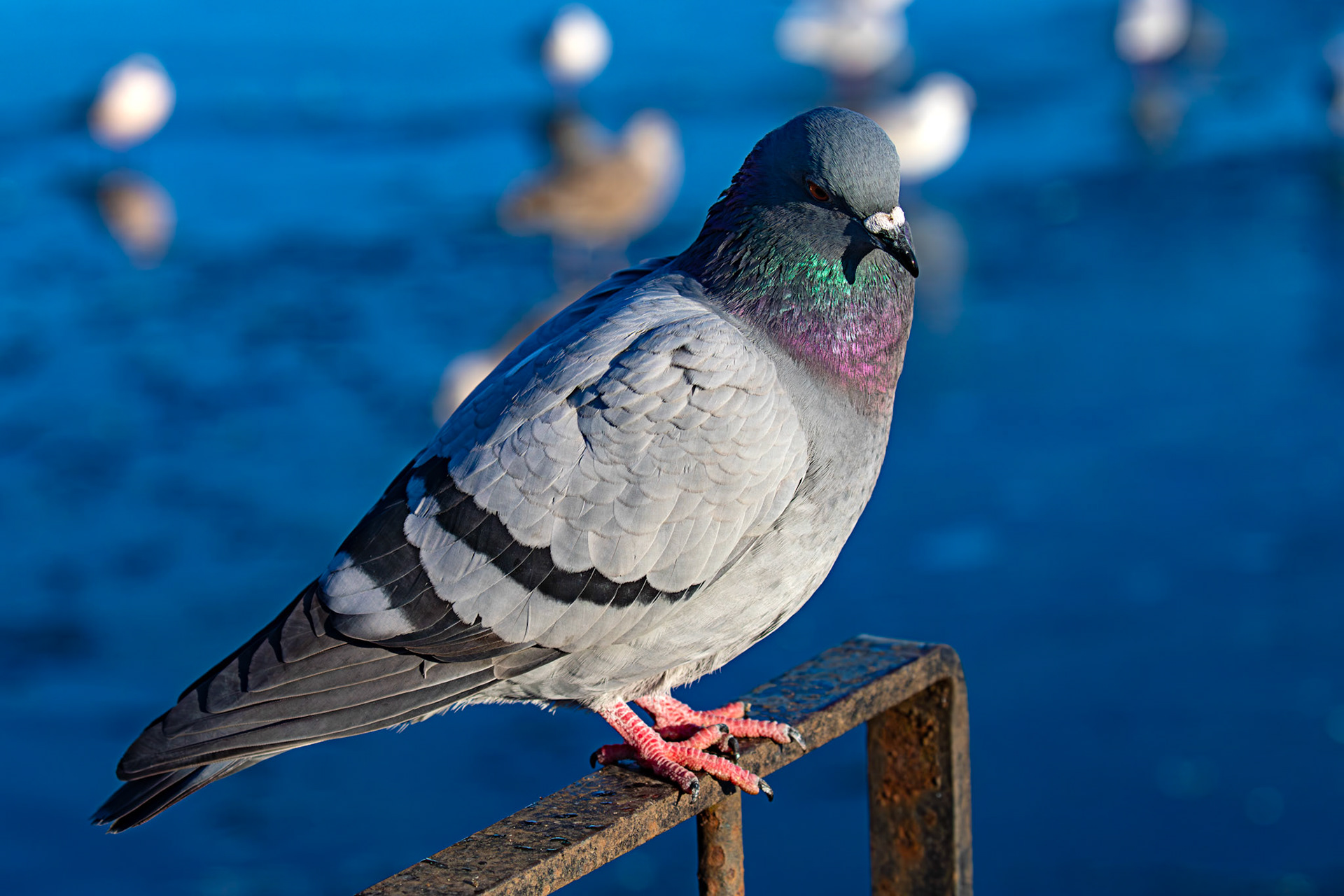Feral Pigeon at Hogganfield Loch 10 January 2025