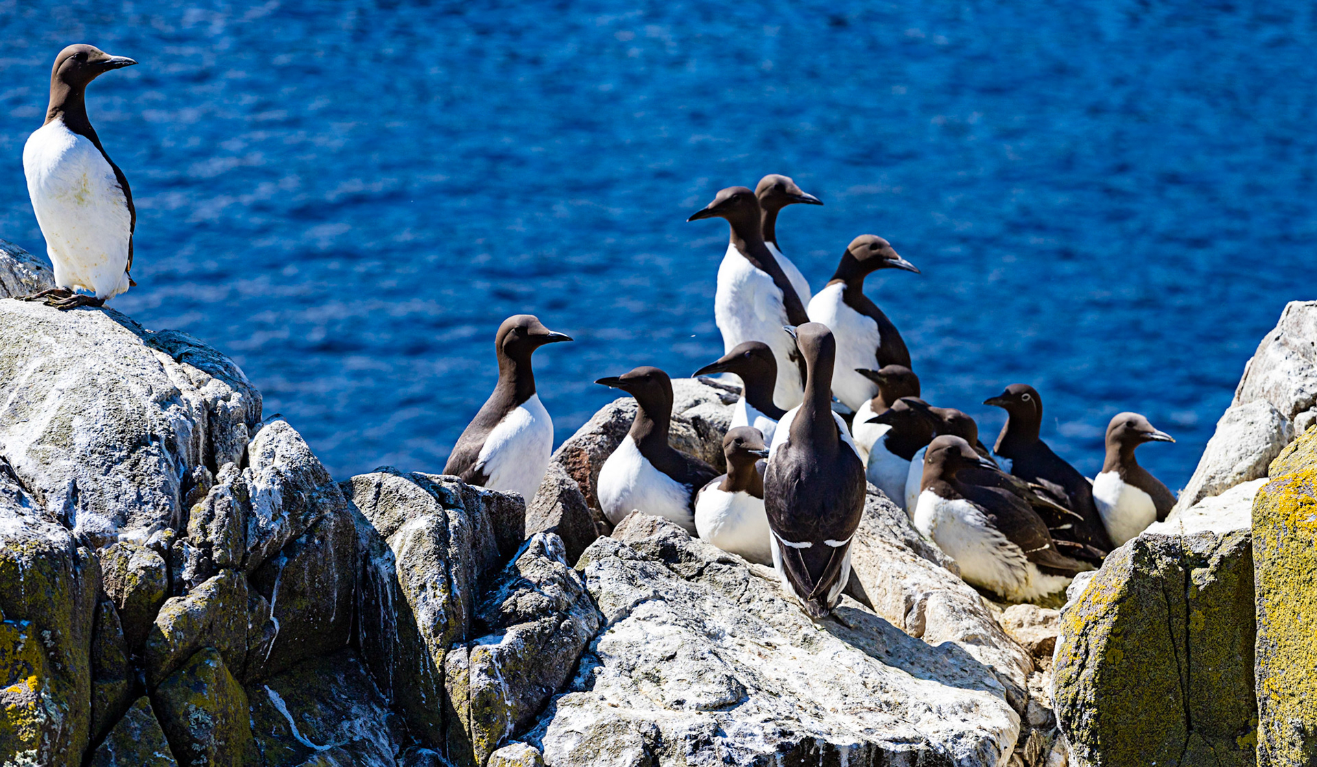 Isle of May - 04 June 2022