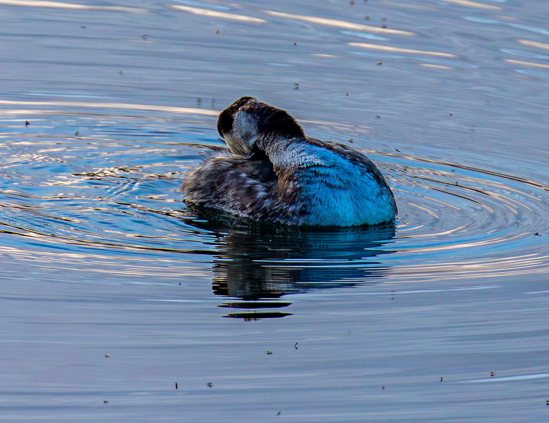 Slavonian Grebe at Linlithgow Loch 18 March 2026