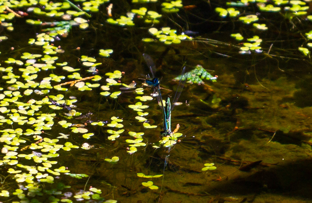 Godshill IOW 15  July 2022
