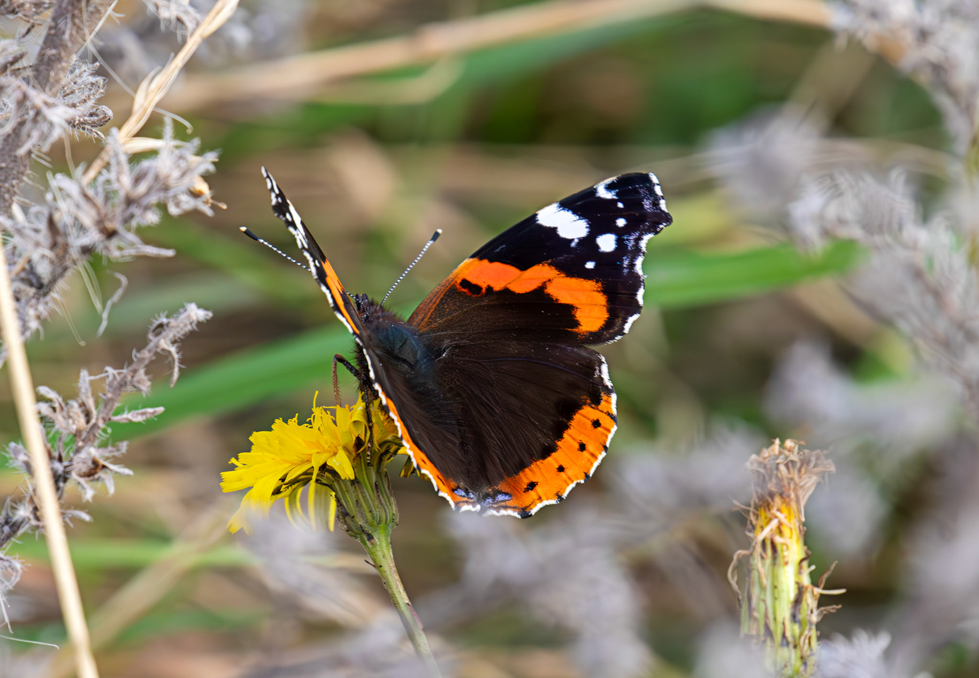 Red Admiral - Barns Ness 30 Sep 2025