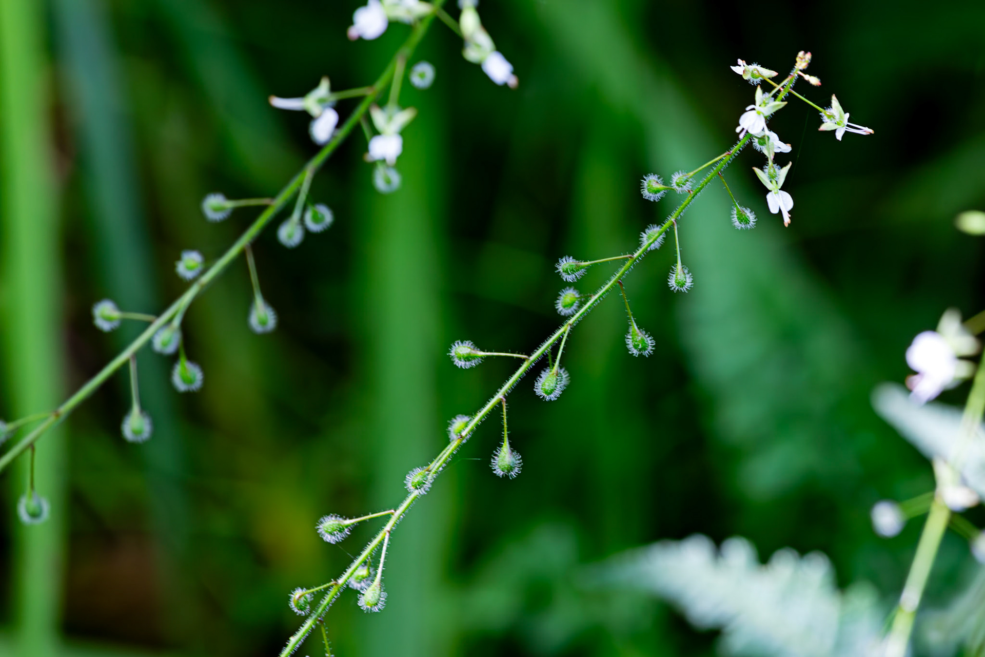 RSPB Loch Lomond 03 August 2024