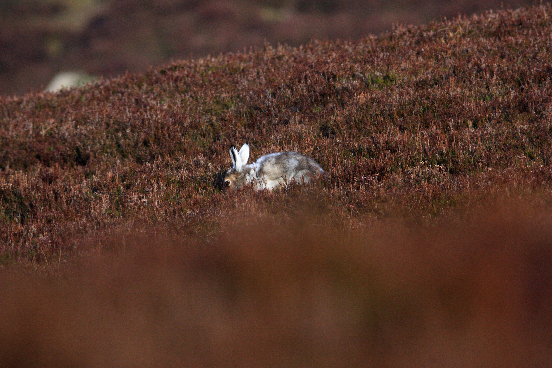 Glen SheePlease see my other Photographs at: http://www.jamespdeans.co.uk/