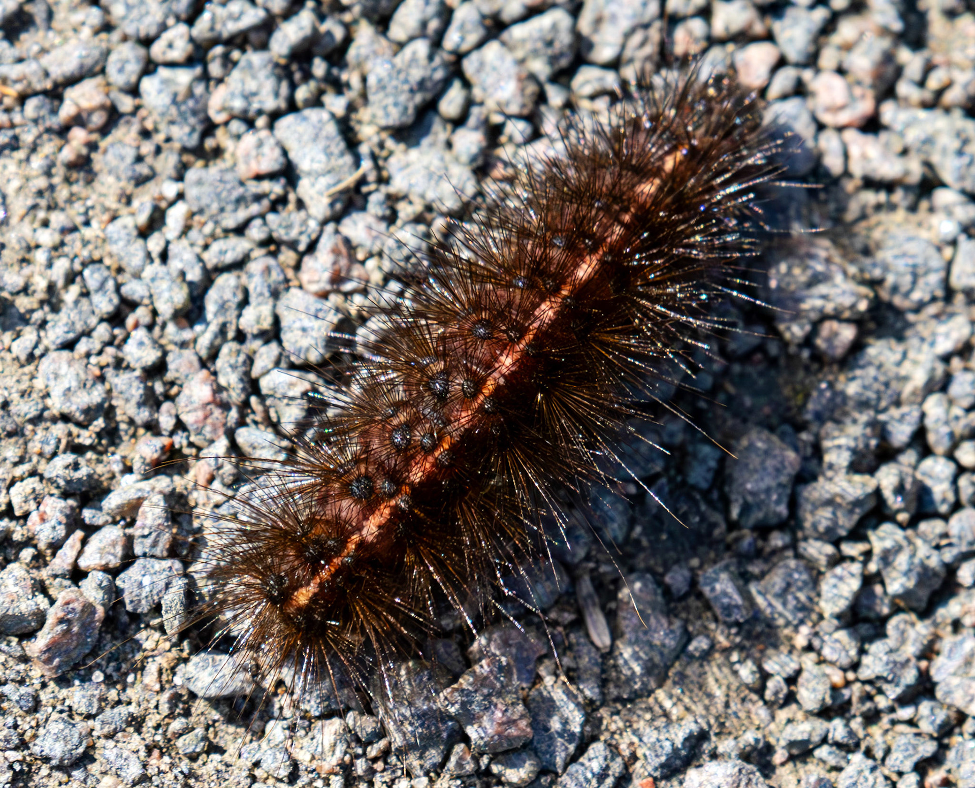 RSPB Loch Leven 06 Sept 2024