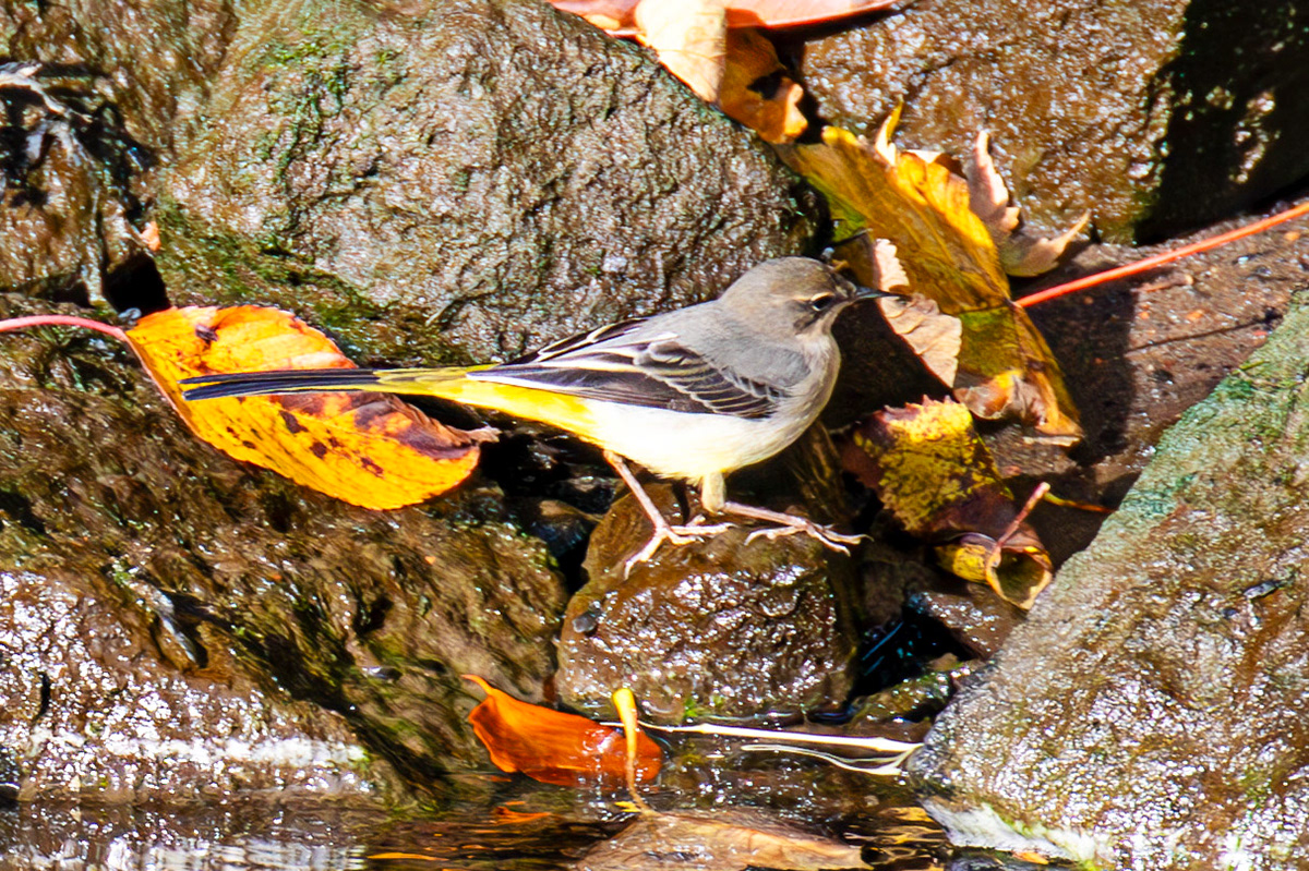 Grey Wagtail - Birthwatching at Cramond 18 October 2024