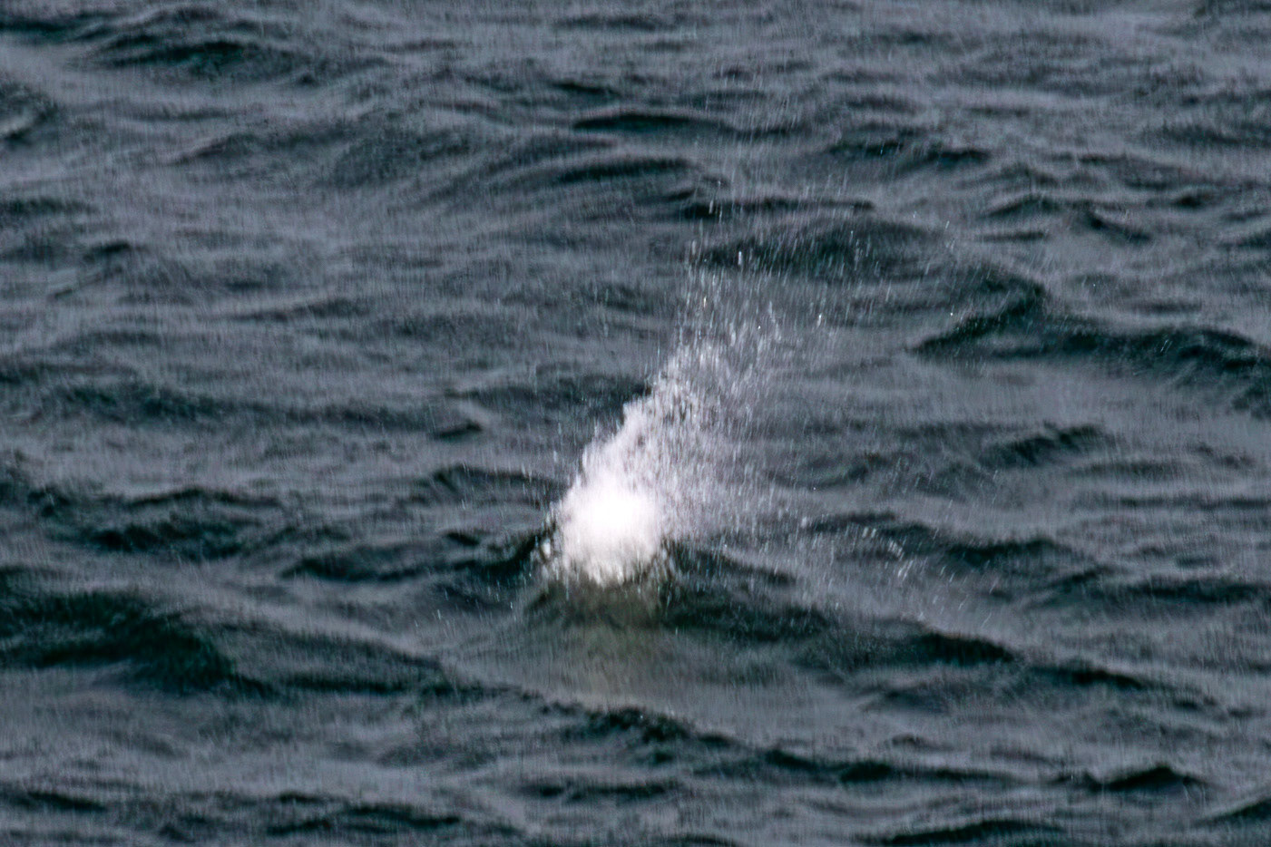 Northern Gannet under water - Tantallon Castle 04 July 2026
