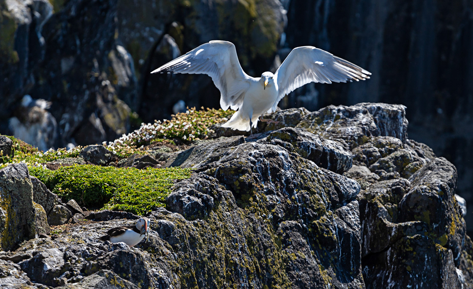 Puffin - Isle of May - 04 June 2022