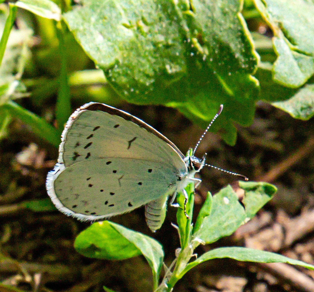 Holly Blue (Celastrina argiolus) Walk Thames Path MArlow to Bourne End 06 August 2025