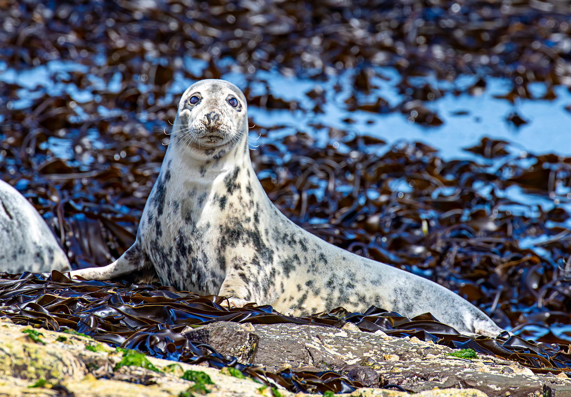 Grey Seals - Farne Islands 03 July 2026