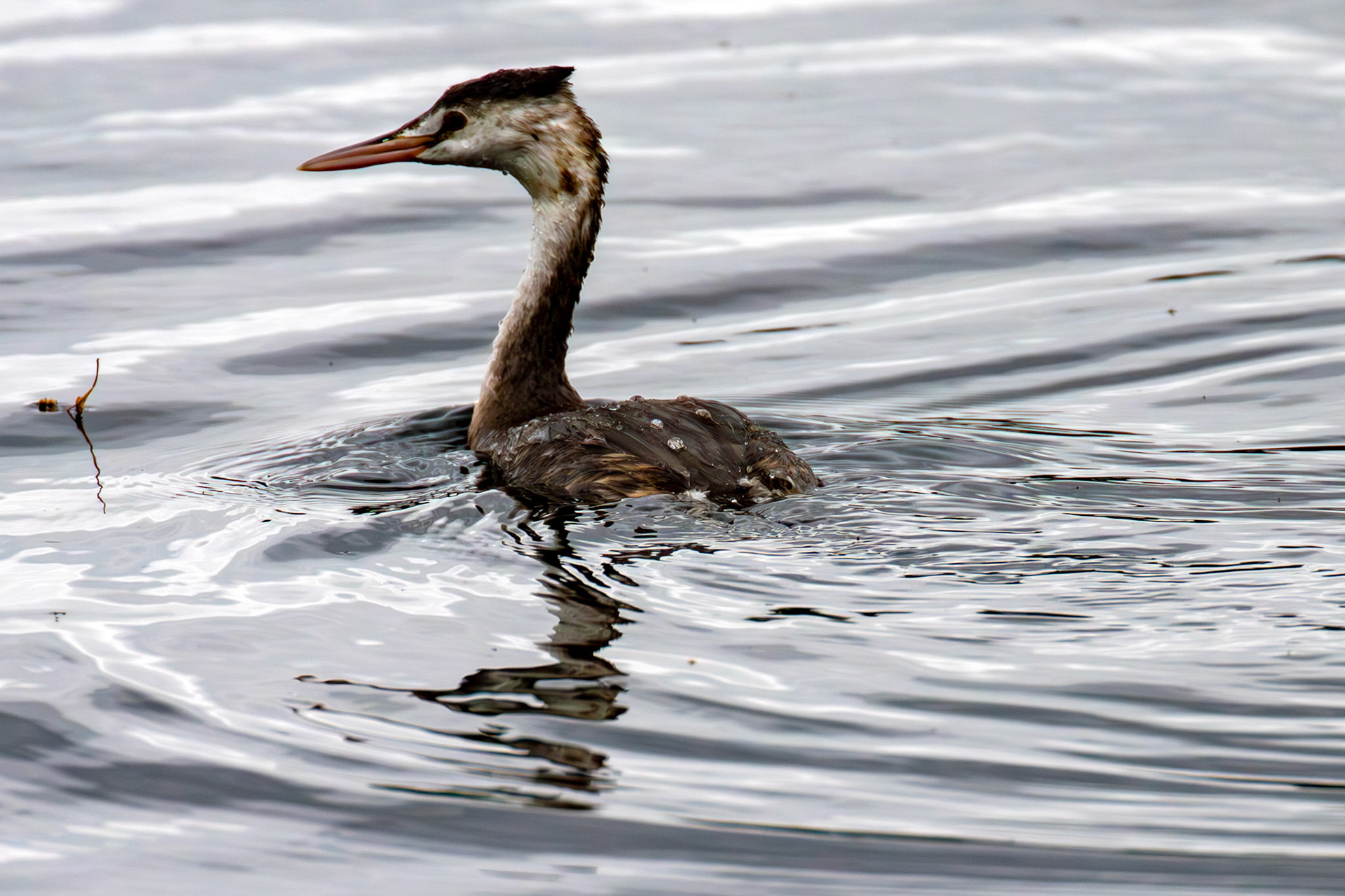 Great Crested Grebe - Hogganfield Loch 09 Sept 2024
