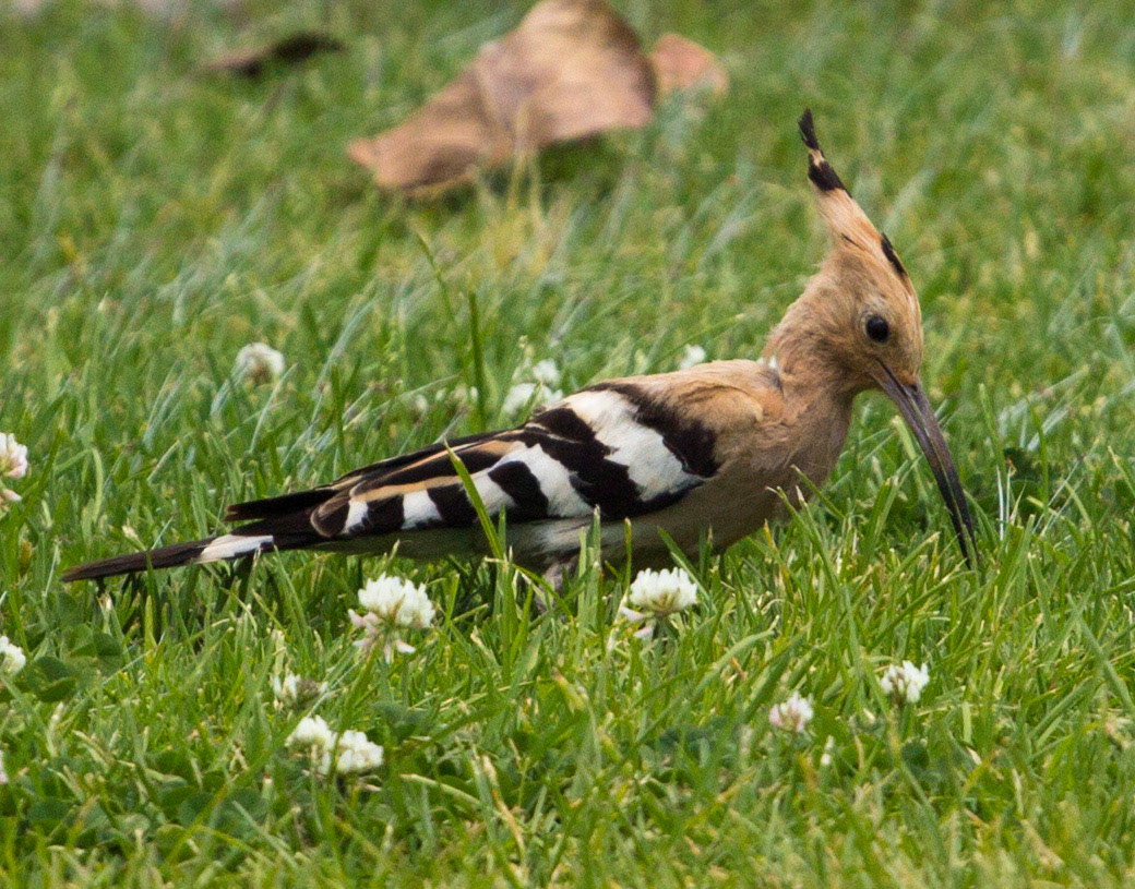 Hoopoe in Olhão Please see my Photographs of Portugal at: http://www.jamespdeans.co.uk/p116503744