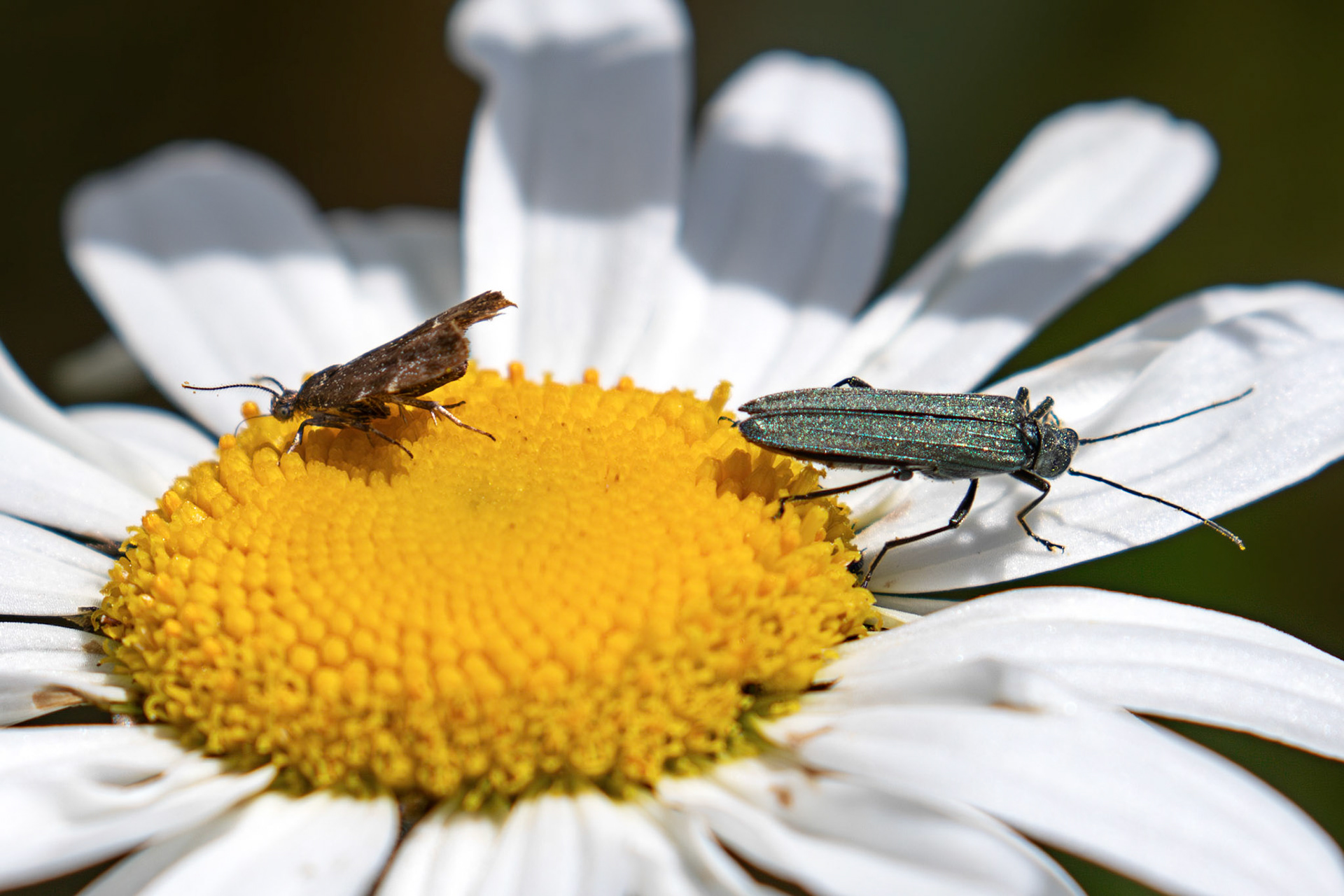 A Common Marble (Celypha lacunana) On the LEFT and a False Blister beetle (Oedemera virescens) on the RIGHT at The Knock, Bathgate Hills 20 June 2026