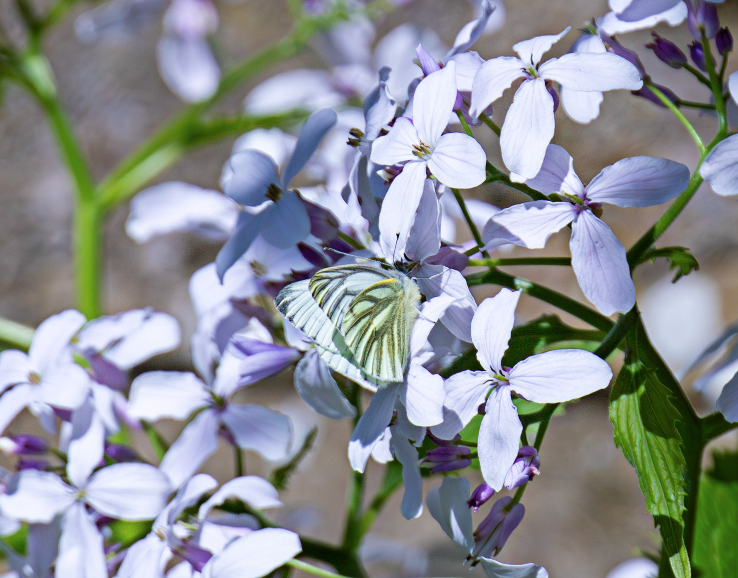 Orange Tip Butterfly, Malleny Gardens, Balerno 27 April 2026