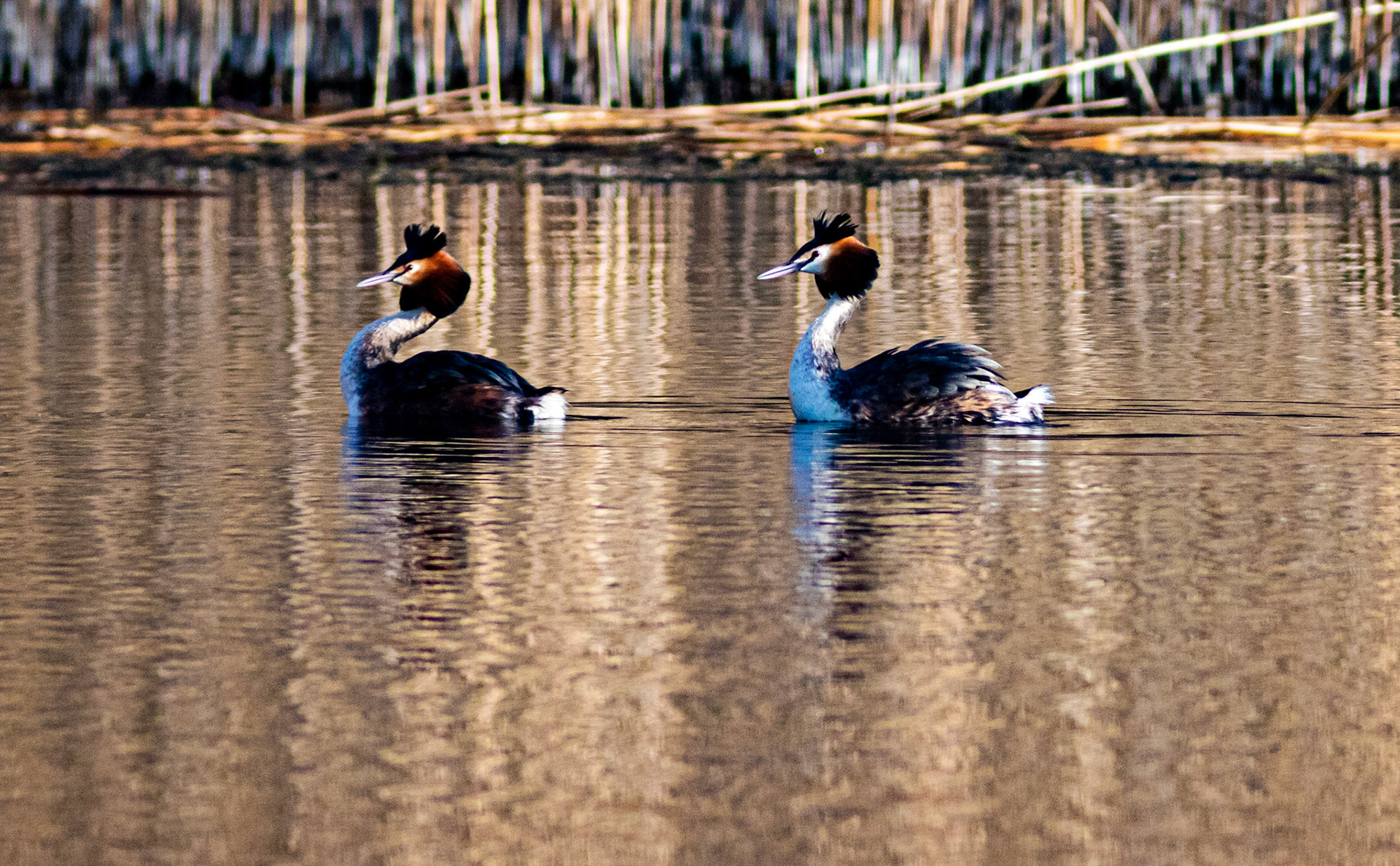 Displaying Great Crested Grebes at Linlithgow Loch - 09 March 2021Please see my other photos at JamesPDeans.co.uk