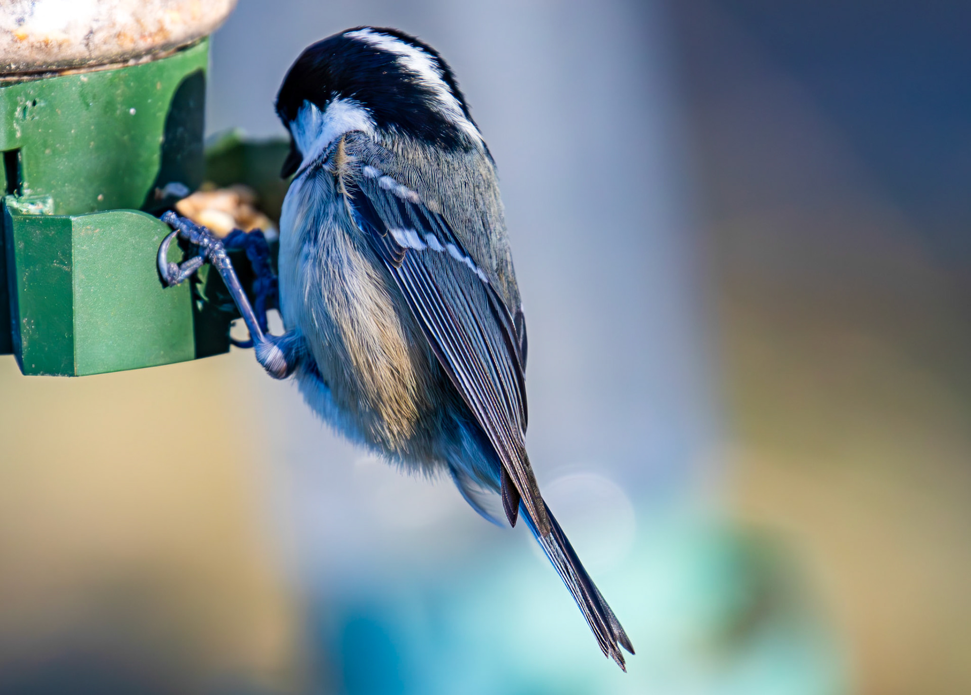 Coal Tit at Bavelaw 30 January 2025
