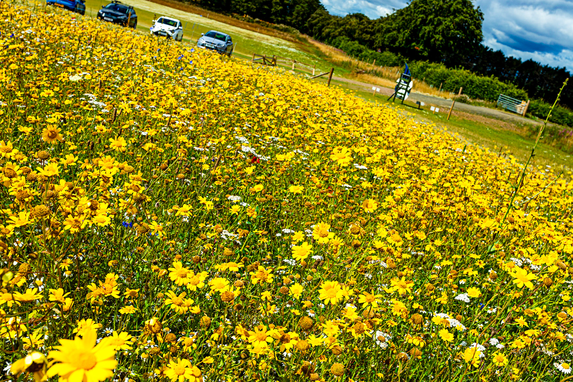 I spent an amazing few hours at Scottish Lavender Oils. They are so dedicated to nature and not to profit!