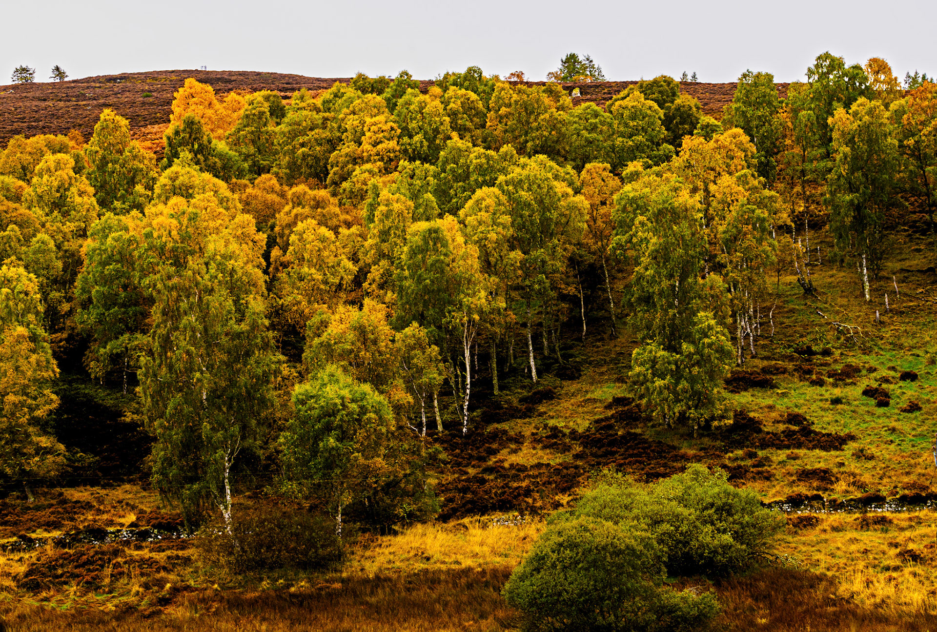 Autumn in Aberdeenshire 14 to 16 October 2022