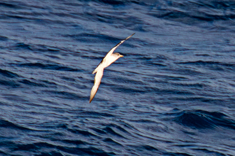 Scopoli's Shearwater - Sail from Rome 02 Sept 2025