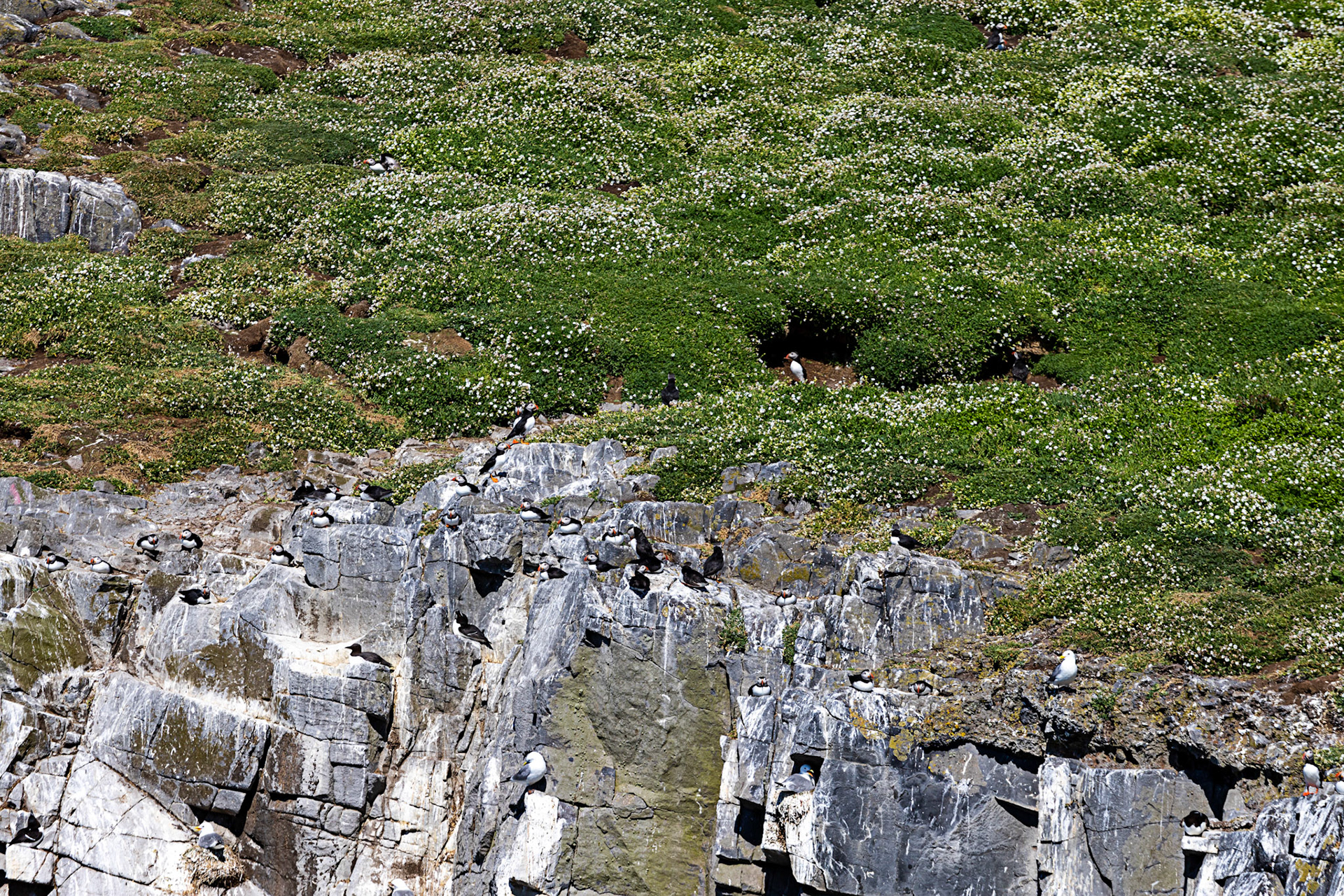 Puffin - Isle of May - 04 June 2022