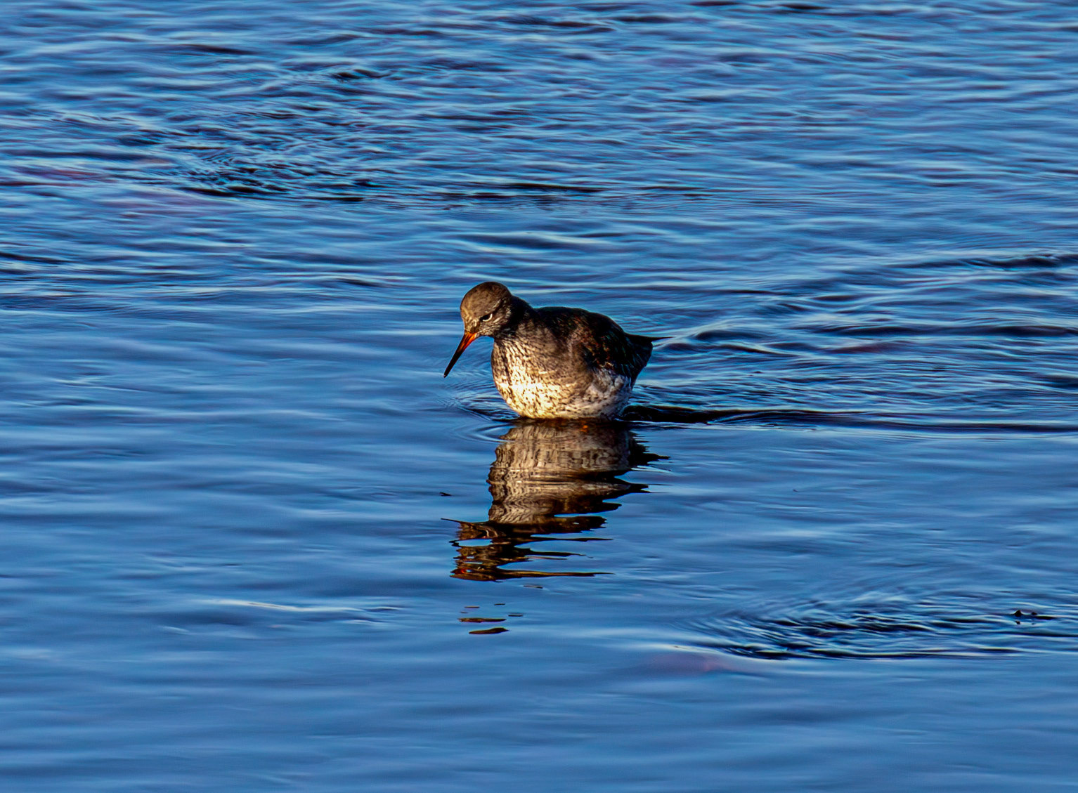 Common Redshank, River Esk Musselburgh 18 November 2024