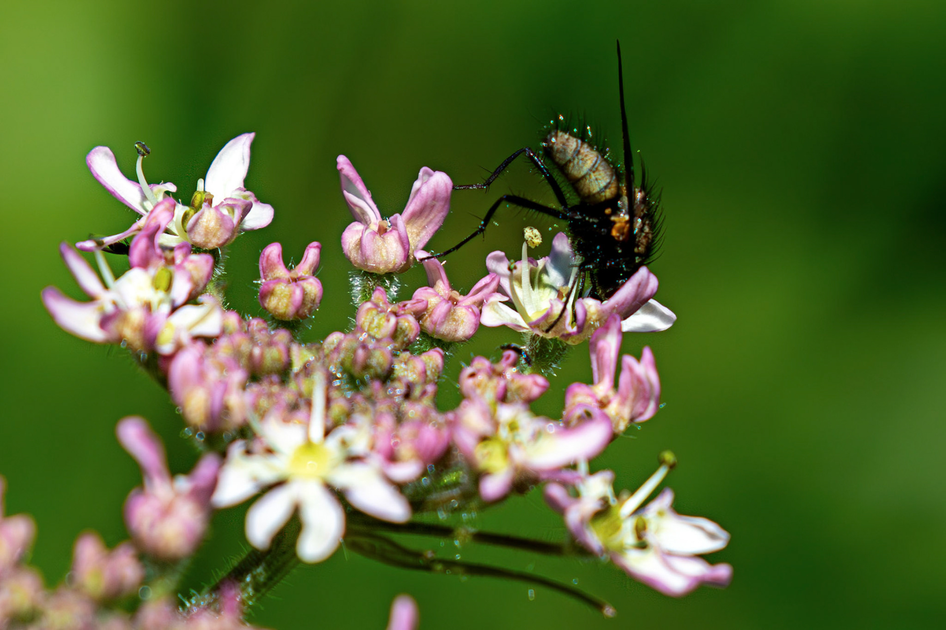 dagger fly (Empis tessellata) at The Knock, Bathgate Hills 20 June 2026