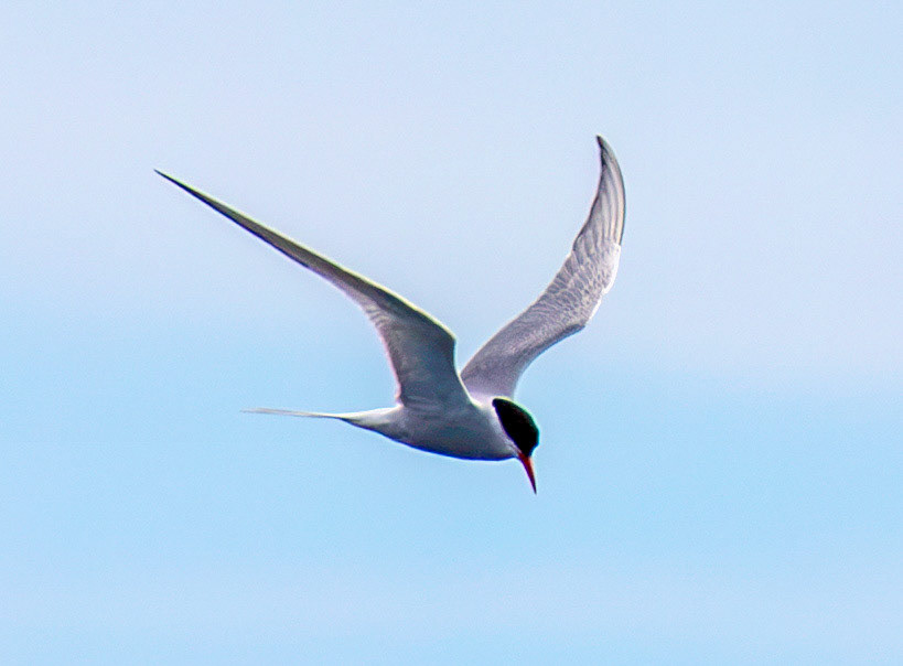 Common Tern - Farne Islands 03 July 2026