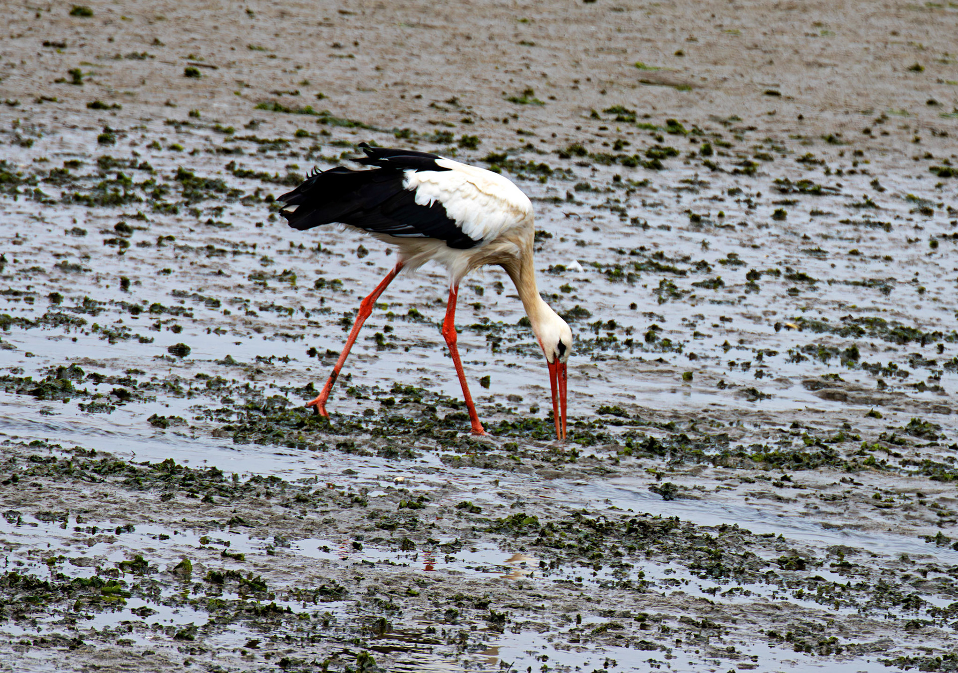 White Stork - Reserva Natural do Estuario do Douro 20 August 2026