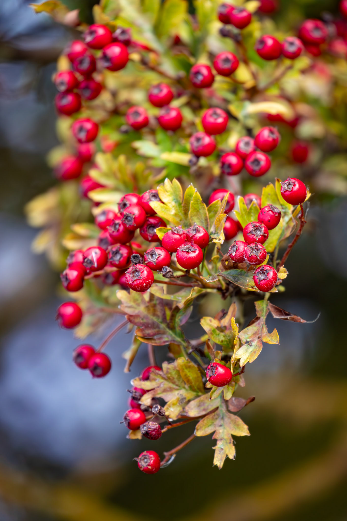 Skateraw 29 Sept 2024