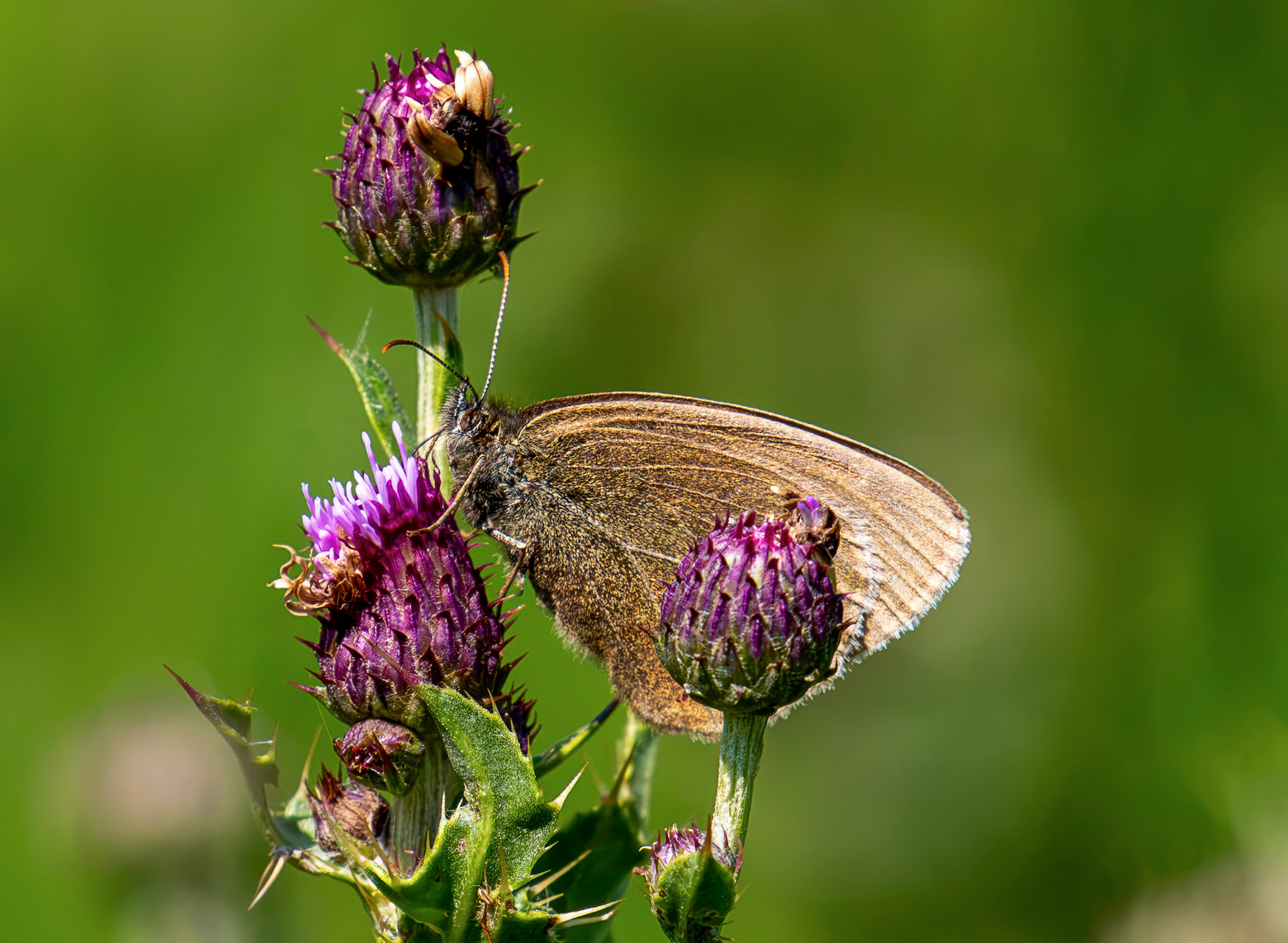 Ringlet butterfly (Aphantopus hyperantus) Blawhorn Moss 16 July 2026