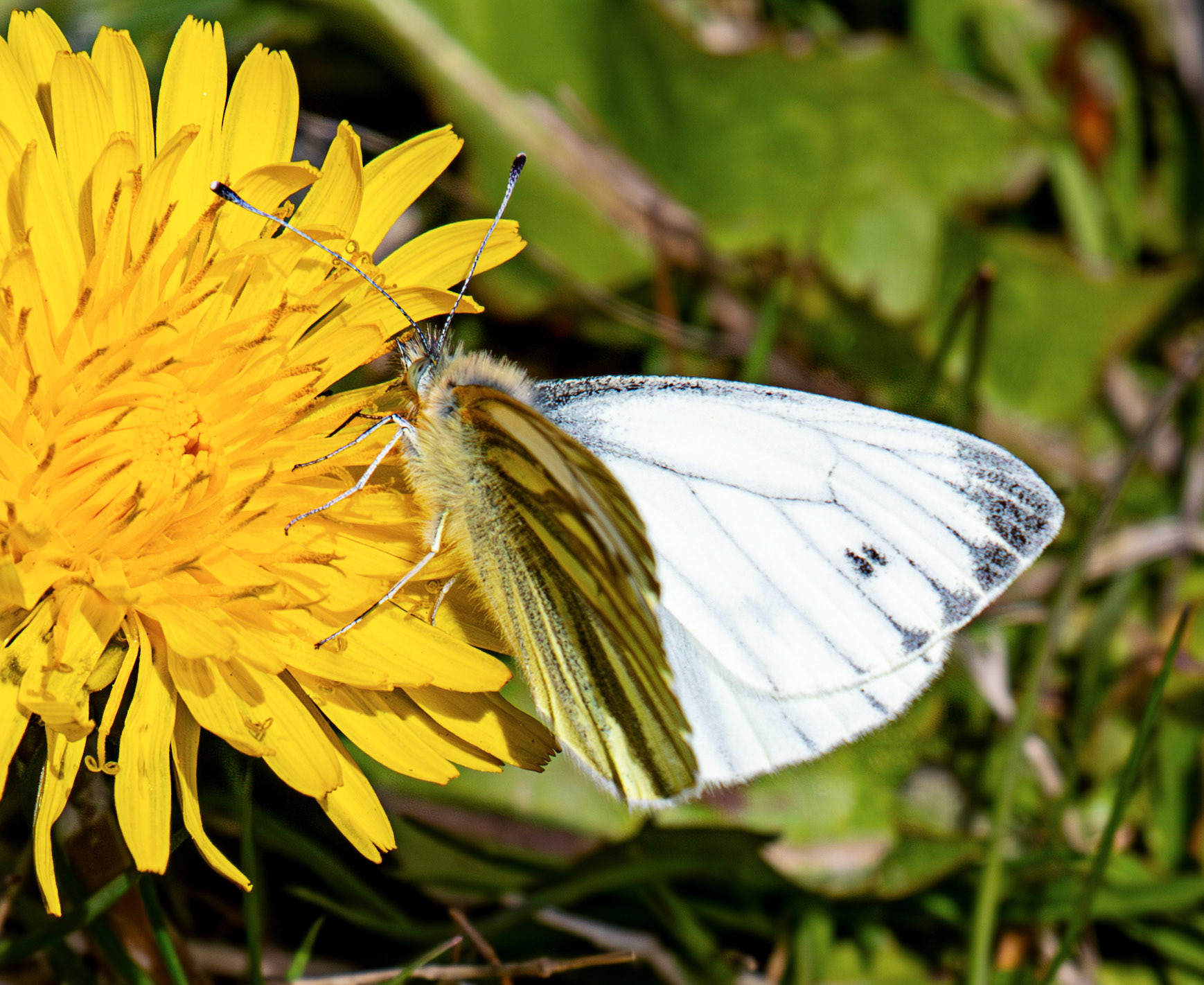 Green Veined White - Sma' Glen 16 May 2026