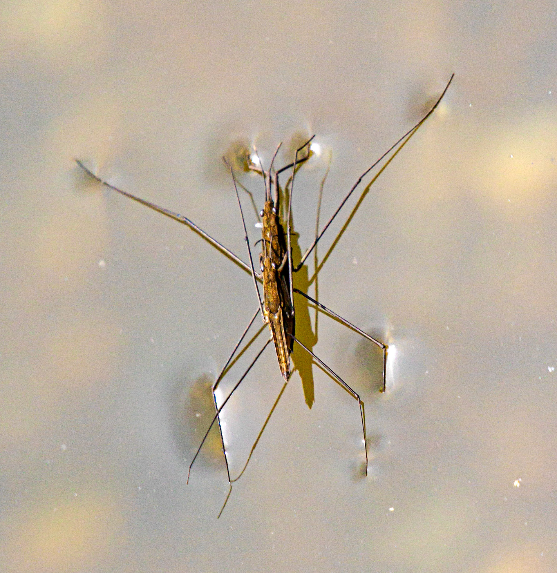 River Skater (Aquarius najas) Walk Thames Path MArlow to Bourne End 06 August 2025