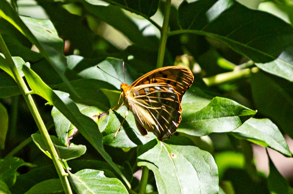 Monteriggioni 22 June 2024