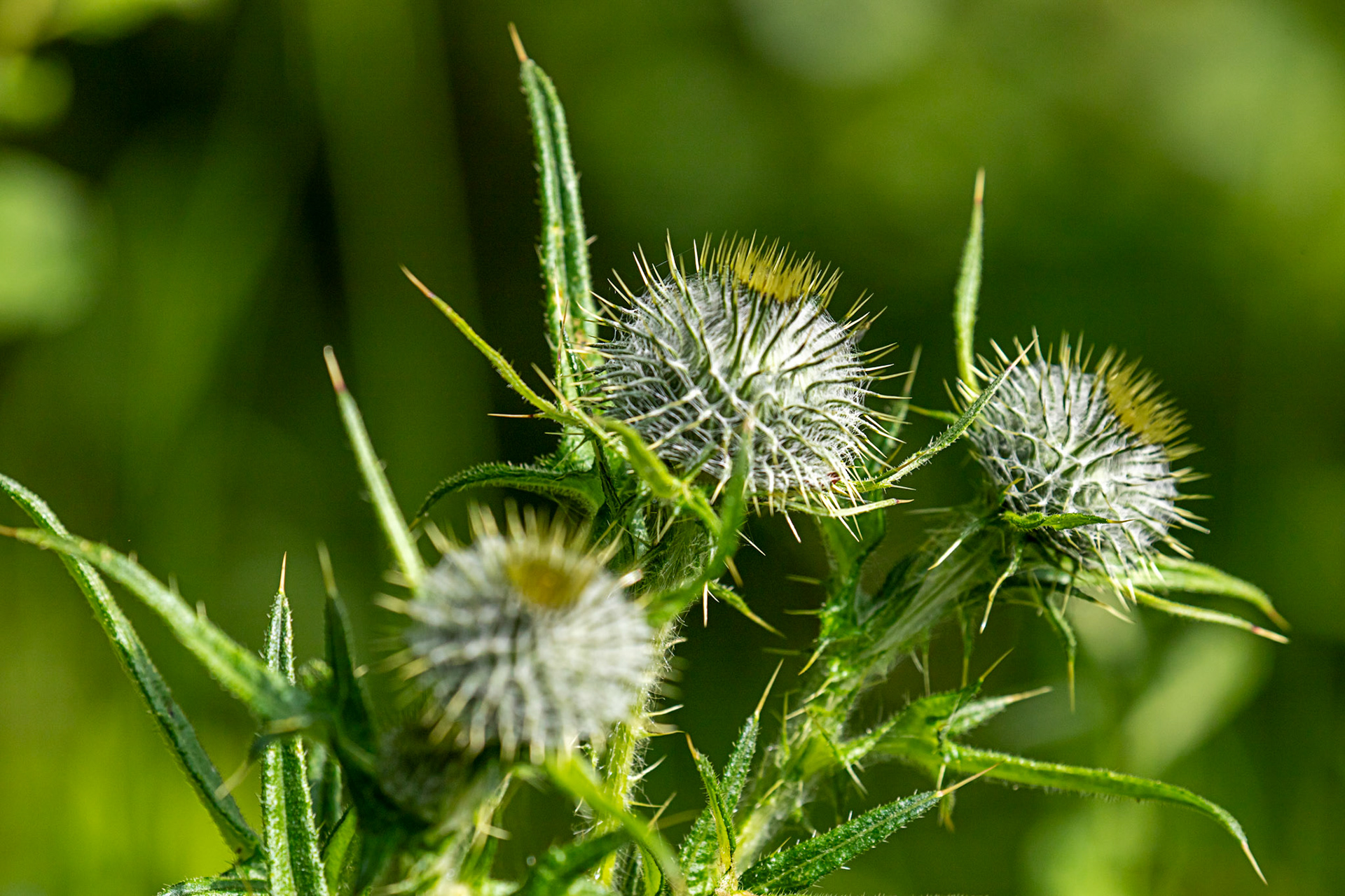 Bavelaw 22 June 2025