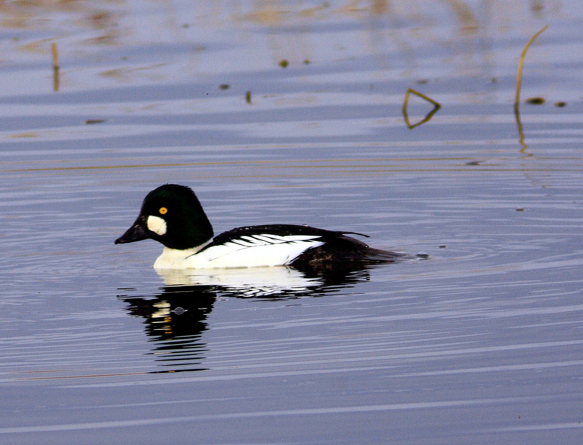 Vane FarmPlease see my other Photographs at: http://www.jamespdeans.co.uk/
