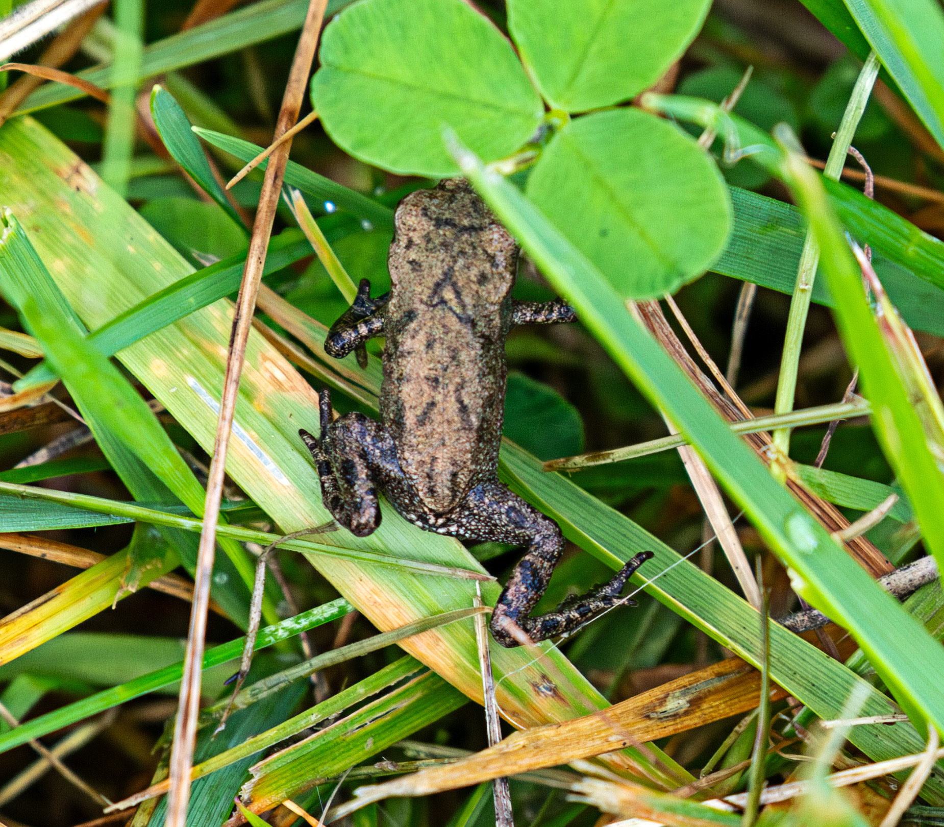 Common Frog - Harperrig 22 June 2025