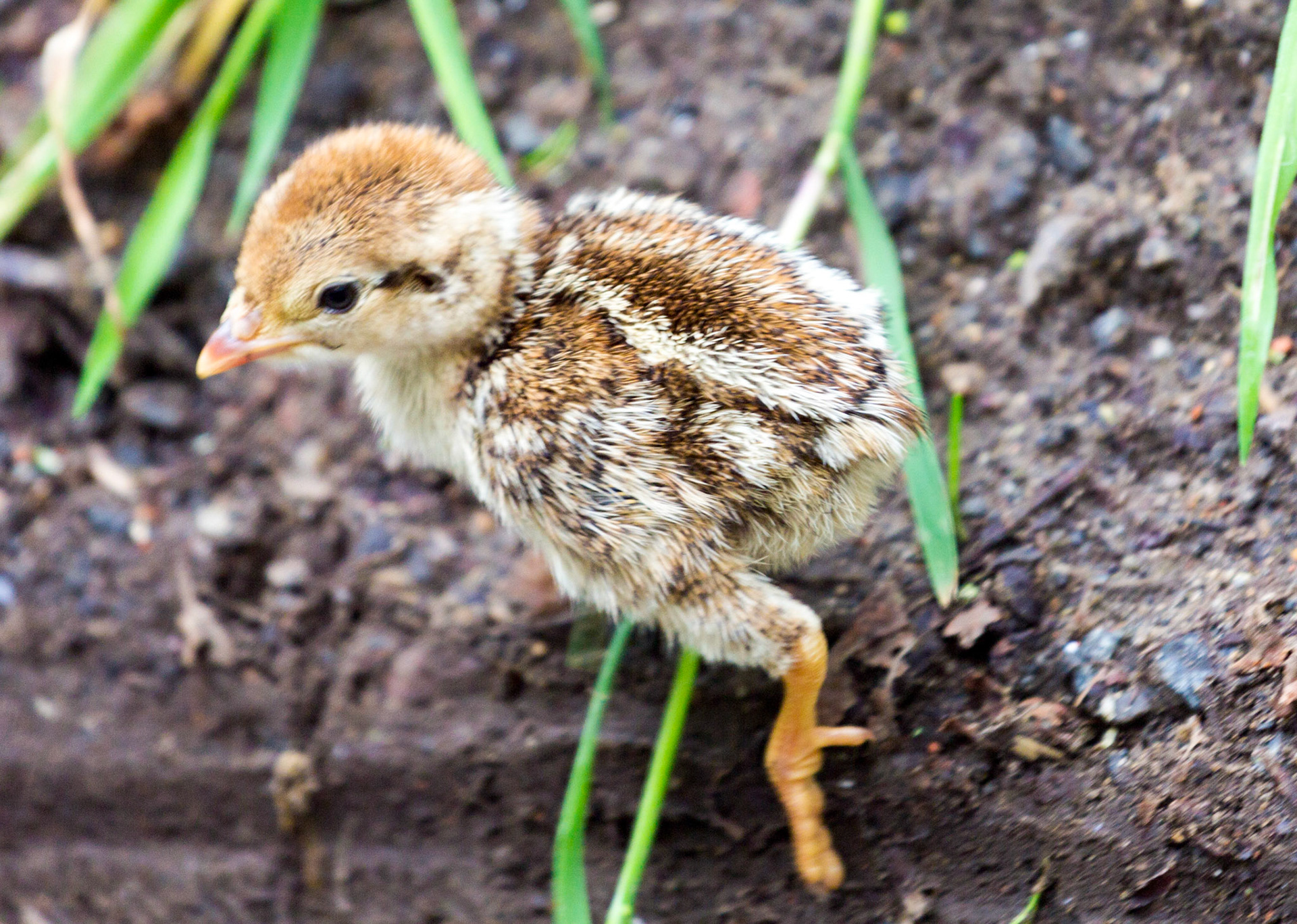 Overload of Cuteness! Red-legged partridge chick near Brignall. It was walking up the side of the road in a family group. Please see my other Photographs at: www.jamespdeans.co.uk