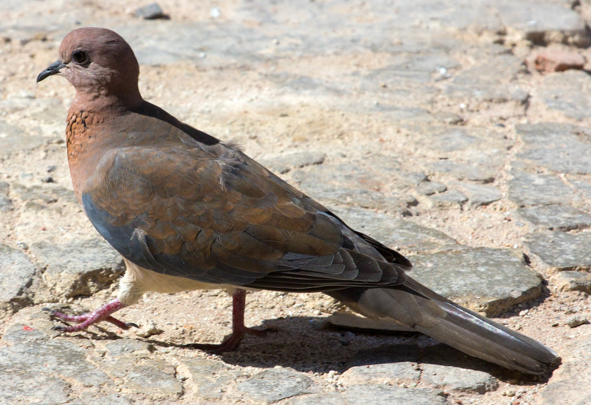 I had never seen one of these before, so I was quite excited. Turns out they are very common in Turkey.