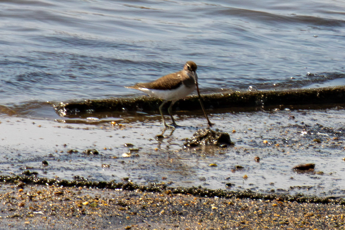Common Sandpiper. Porto 18 August 2026
