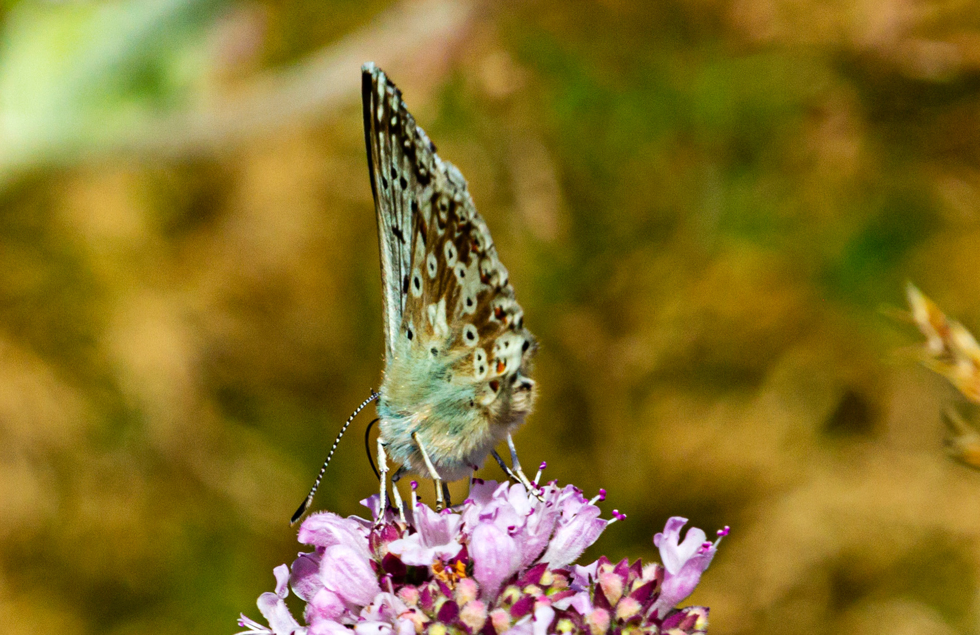 Mottistone IOW 16 July 2022